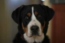 Sample 4 – Greater swiss mountain dog