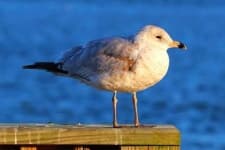 Sample 2 – Seagull