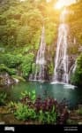 Sample 1 – Tropical forest