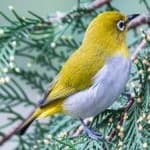 Sample 4 – Malagasy white eye