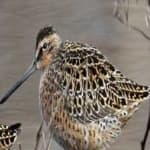 Sample 6 – Short billed dowitcher
