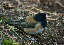 Sample 5 – Junco