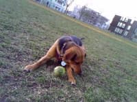 Sample 2 – Tennis ball