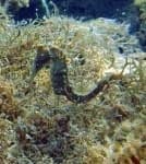 Sample 5 – Sea horse