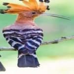 Sample 4 – Hoopoes