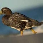 Sample 6 – Steamer duck