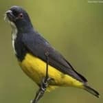 Sample 4 – Yellow bellied flowerpecker