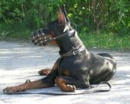 Sample 6 – Muzzle