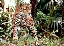 Sample 17 – Jaguar car