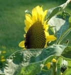 Sample 6 – Sunflower