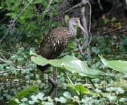 Sample 6 – Limpkin