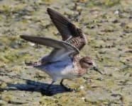 Sample 5 – Sandpiper