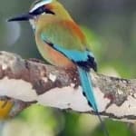 Sample 6 – Turquoise motmot