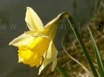 Sample 3 – Daffodil