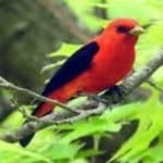 Sample 1 – Scarlet tanager