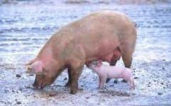 Sample 6 – Boar