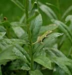 Sample 4 – American chameleon