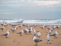 Sample 3 – Seagull