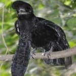 Sample 5 – Umbrella bird