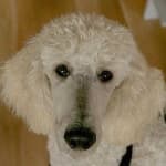 Sample 5 – Dog face