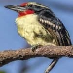 Sample 3 – D arnauds barbet