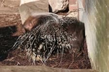Sample 2 – Porcupine
