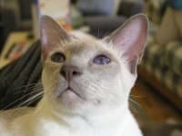 Sample 4 – Siamese cat