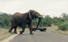 Sample 1 – African elephant