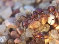 Sample 1 – Ant