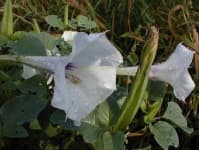Sample 3 – Thorn apple
