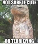 Sample 1 – Potoo