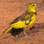 Sample 1 – Golden pipit