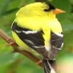 Sample 3 – American goldfinch