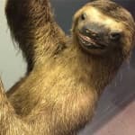 Sample 2 – Sloth