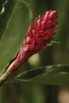 Sample 3 – Red ginger