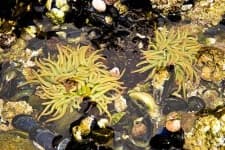 Sample 3 – Sea anemone