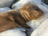Sample 1 – Harbor seal