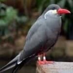 Sample 3 – Inca tern