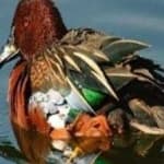 Sample 5 – Cinnamon teal