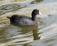Sample 3 – American coot
