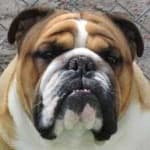 Sample 3 – Bulldog