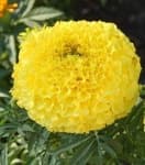 Sample 2 – Marigold