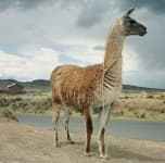 Sample 6 – Llama