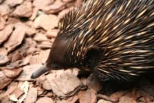 Sample 1 – Hedgehog