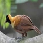 Sample 11 – Bird of paradise bird
