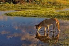Sample 6 – Dingo