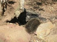 Sample 1 – Echidna