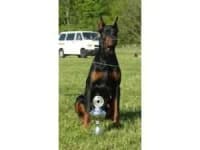 Sample 4 – Doberman