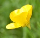 Sample 1 – Buttercup