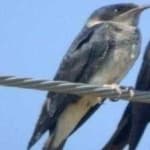Sample 3 – Purple martin